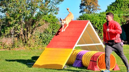 Imagen Grañén organiza una competición de agility