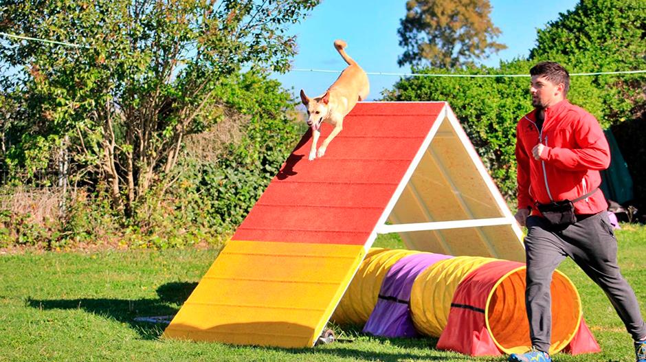 Imagen Grañén organiza una competición de agility